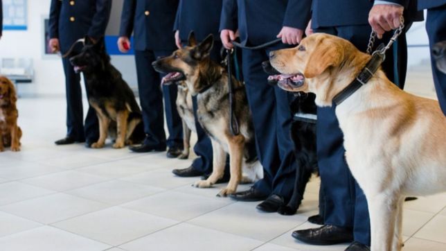 ya entrenan perros para detectar casos de coronavirus en los aeropuertos