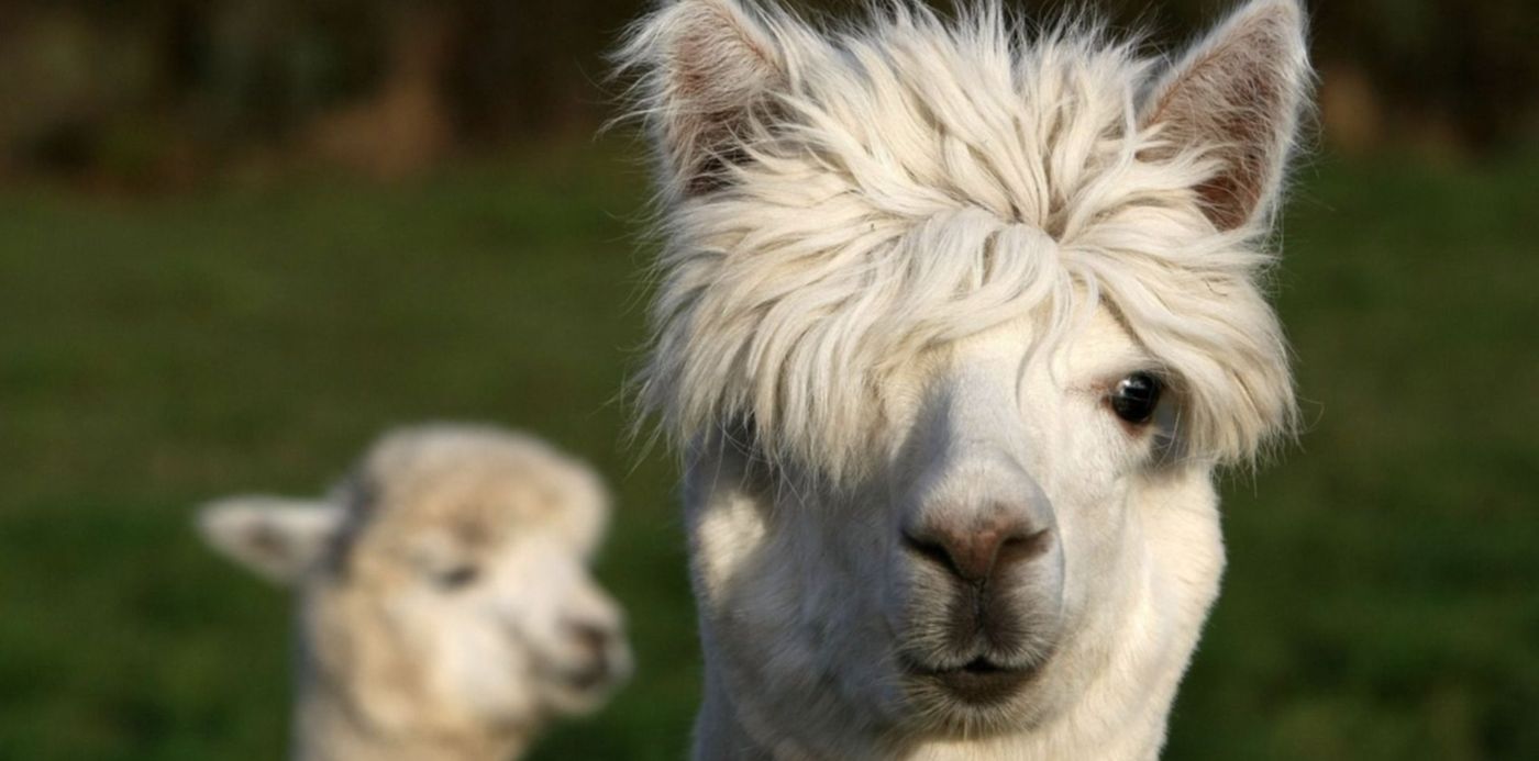 Llama