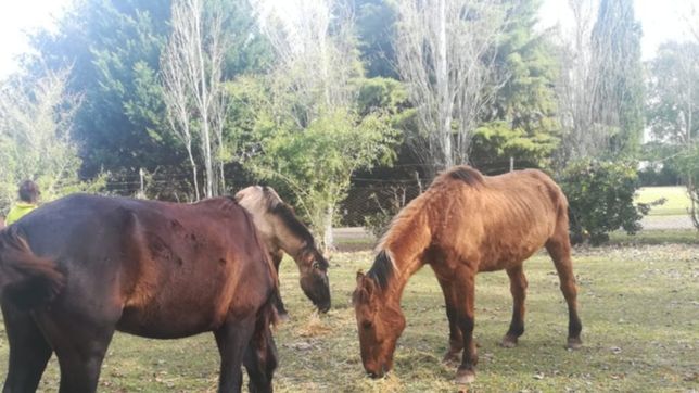 la municipalidad rescato a la yegua chimuela y ya son mas de 150 los caballos salvados