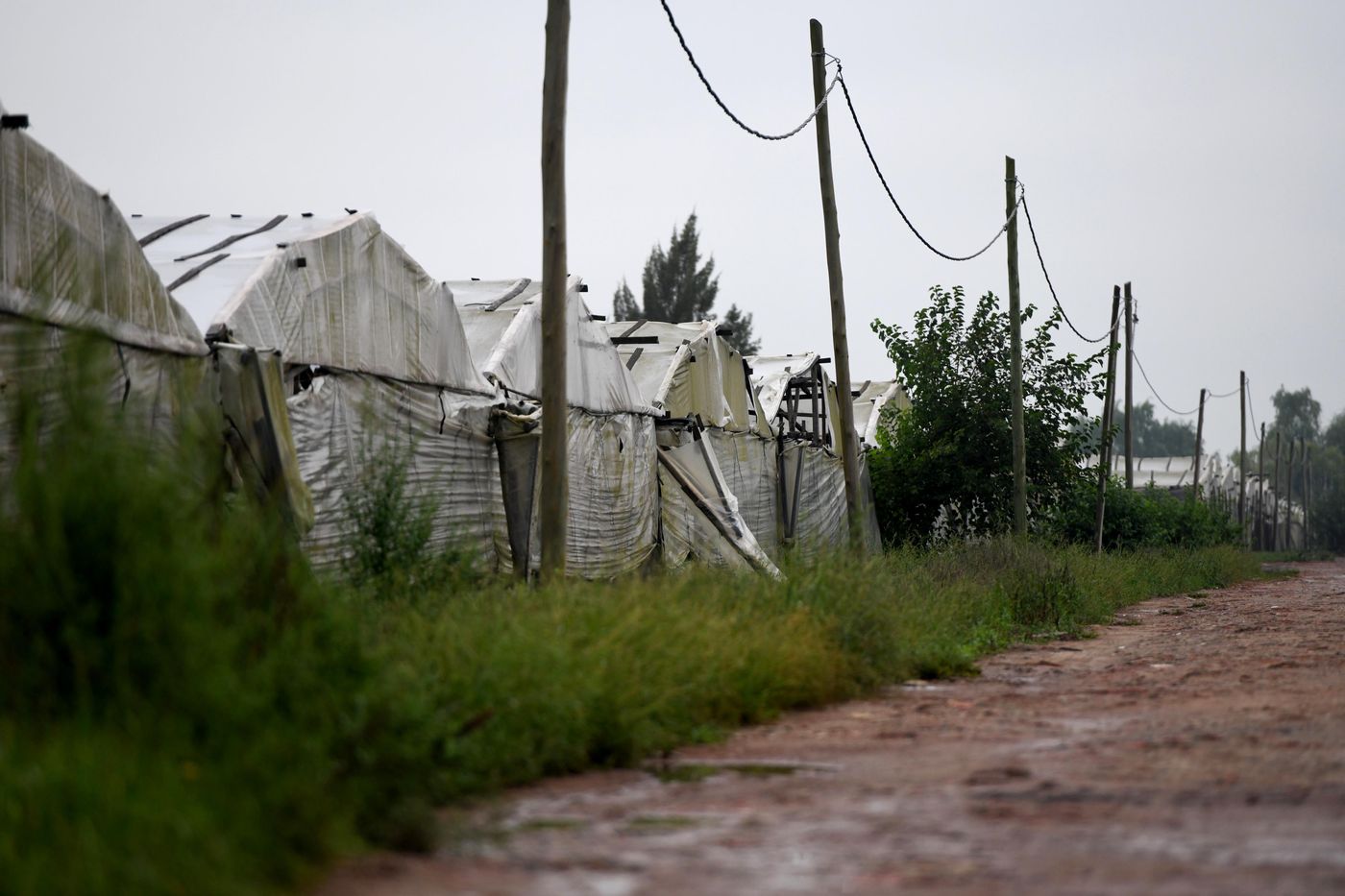 Quintas quinteros cordón frutihortícola invernáculos(16).jpg