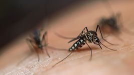 ¿cuando puede terminar la invasion de mosquitos en la plata y el amba? ¿cuando puede terminar la invasion de mosquitos en la plata y el amba?
