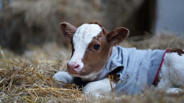 el caso del peon rural condenado en la plata puso en crisis el sistema de juicio abreviado en la provincia