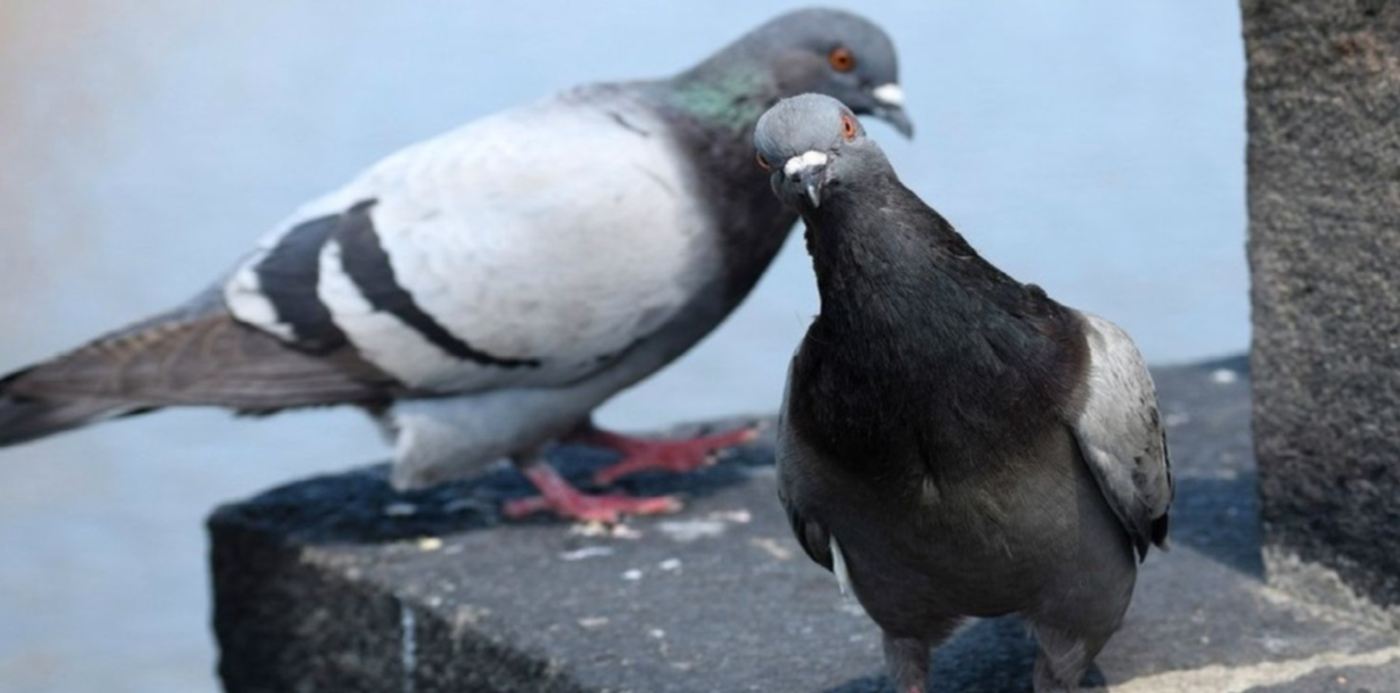 1574771305748.jpg?width=1489&height=745&rotate=0&scaleX=1&x=4&y=0&scaleY=1&ow=1500&oh=843&&cw=1920&ch=950