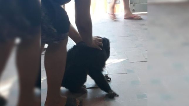 siguen las andanzas del mono de la plata: ahora se metio en una escuela de ringuelet