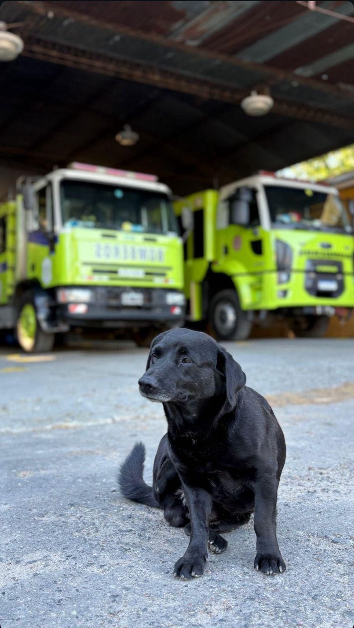 El perro del Cuartel de Bomberos La Plata se llama 