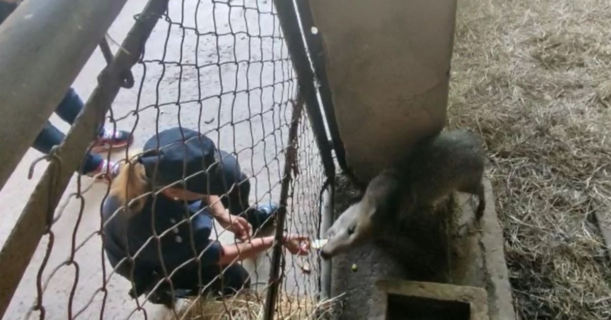 El Emotivo Video Que Muestra Cómo Se Recupera El Pecarí Que Fue Atacado En El Bioparque