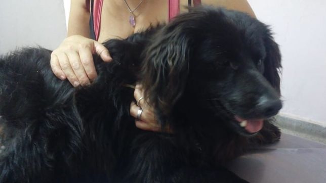 balearon a un perro desde un edificio, una vecina lo asistio y ahora le busca familia