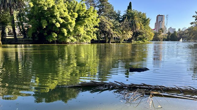 preocupacion por la presencia de cianobacterias en los lagos de la plata