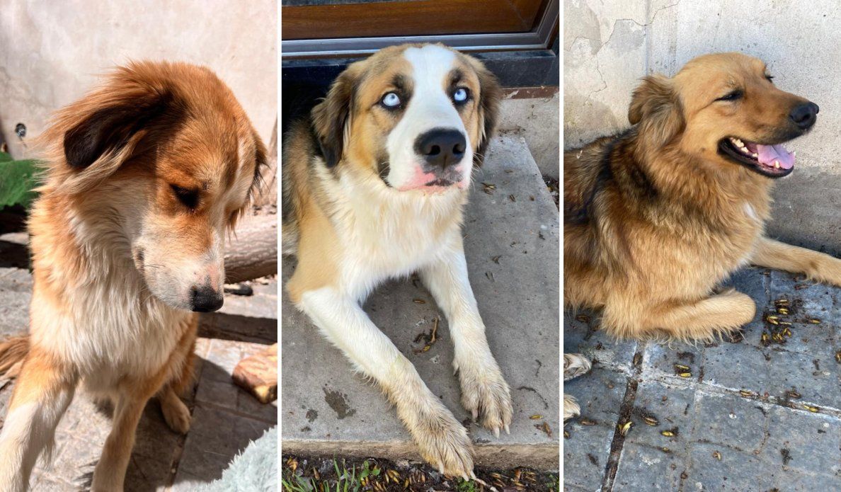 perros adopción