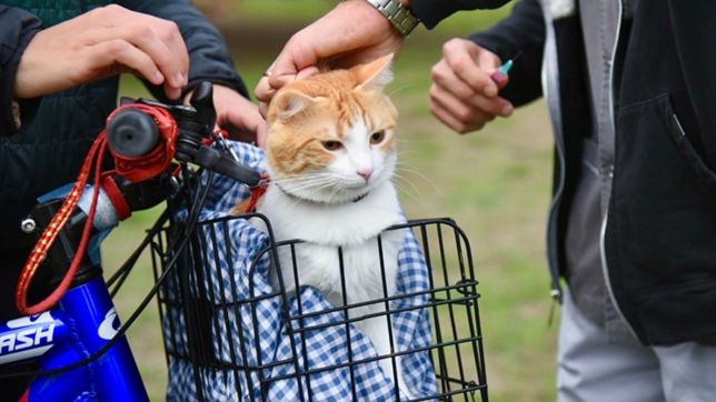 alerta en un barrio de la plata por envenenamiento de gatos y perros