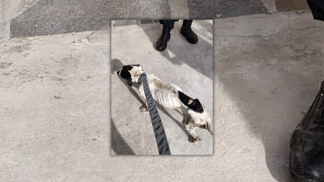 rescataron a dos perros victimas de maltrato en una casa de la plata