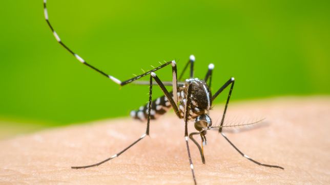 murio un hombre de 42 anos con dengue en la plata