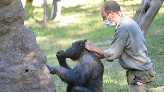 coronavirus: el trabajo en el zoologico de la plata para cuidar a los animales en plena cuarentena