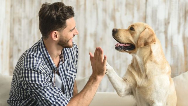 ¿cuales son las razones por las que el perro es el mejor amigo del hombre?