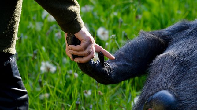 inedita mediacion por tomy, el chimpance que quiere seguir en el bioparque de la plata