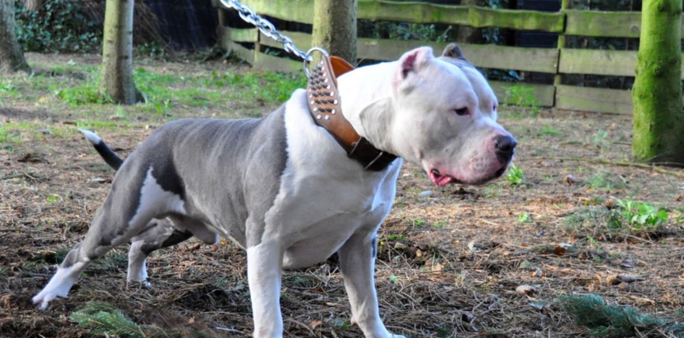 1580850053761.jpg?x=3&y=105&width=1494&height=748&rotate=0&scaleX=1&scaleY=1&ow=1500&oh=907&&cw=1920&ch=950