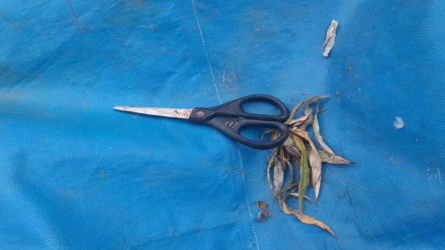 tension en ensenada: encontro a su pareja abusando de su hija y lo ataco con una tijera