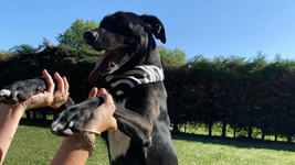 la plata sera sede de una jornada de adopcion de perros y gatos, con sorteos por el dia del animal la plata sera sede de una jornada de adopcion de perros y gatos, con sorteos por el dia del animal