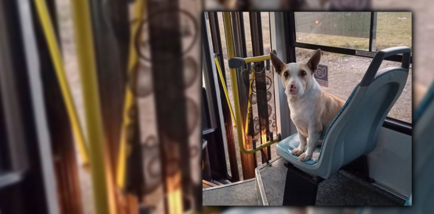 1661900789104.jpg?x=23&y=2&width=1469&height=735&rotate=0&scaleX=1&scaleY=1&ow=1500&oh=742&&cw=1920&ch=950