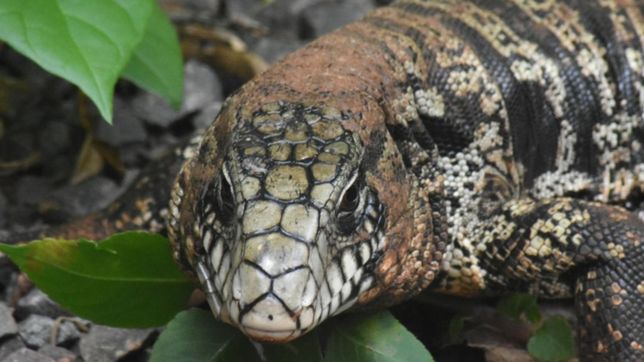 la plata revolucionada por los lagartos: aparecio otro en villa elisa