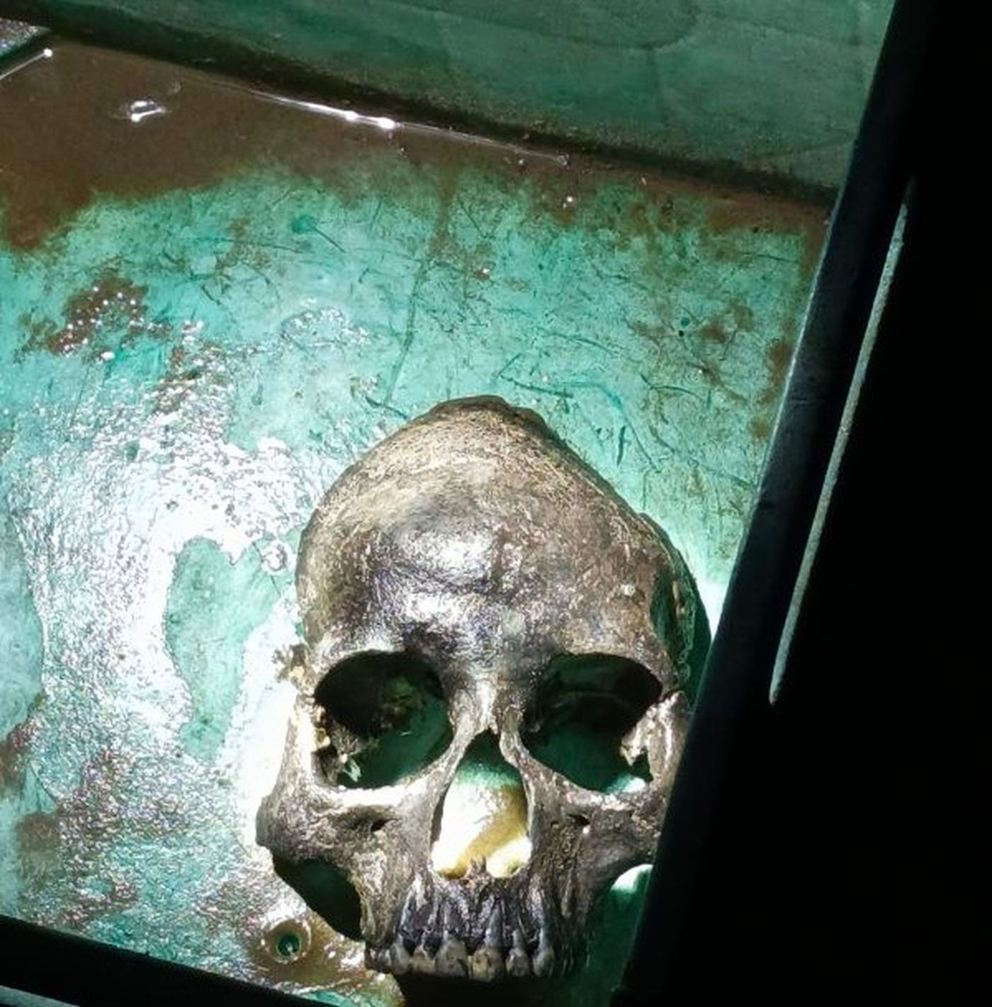 Peritos buscan identificar a quién pertenece el cráneo encontrado en la zona costera de Berisso