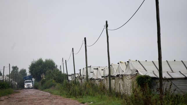 invernaculos, hectareas y trabajadores: radiografia del cinturon frutihorticola de la plata