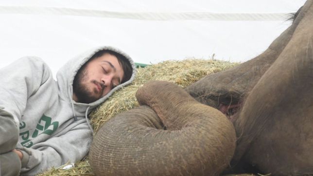 el traslado de la elefanta mara y la historia del joven que cuido a pelusa hasta el ultimo dia