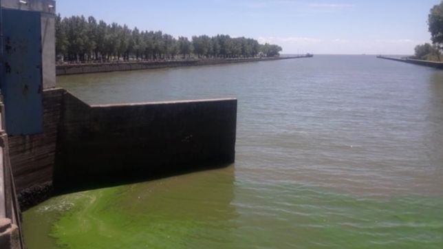 cianobacterias en punta lara: ¿puede afectar a la provision de agua en la region?