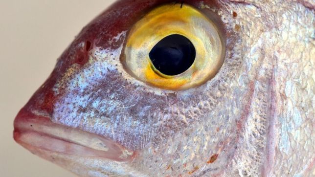 aparecio un renault 12 abandonado lleno de pescados podridos y gusanos en la plata