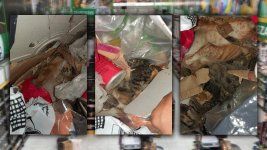 denuncian una limpieza de gatos en un supermercado de la plata denuncian una limpieza de gatos en un supermercado de la plata