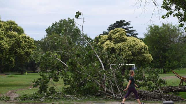 las fotos tras el temporal en la plata