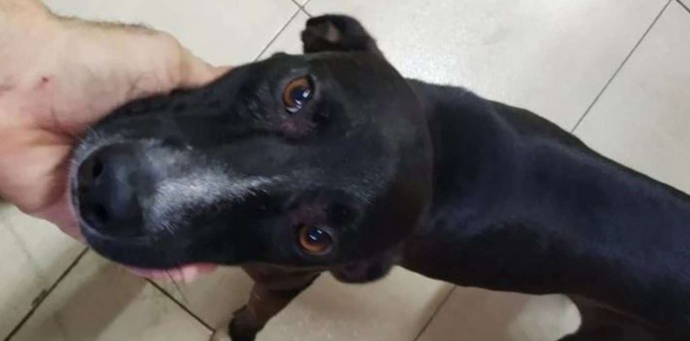 1615417660037.jpeg?x=4&y=48&width=1411&height=706&rotate=0&scaleX=1&scaleY=1&ow=1420&oh=939&&cw=1920&ch=950