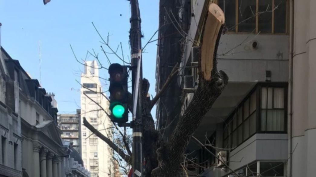 La UNLP salió a aclarar que podó los árboles en la cuadra del Rectorado “por seguridad”