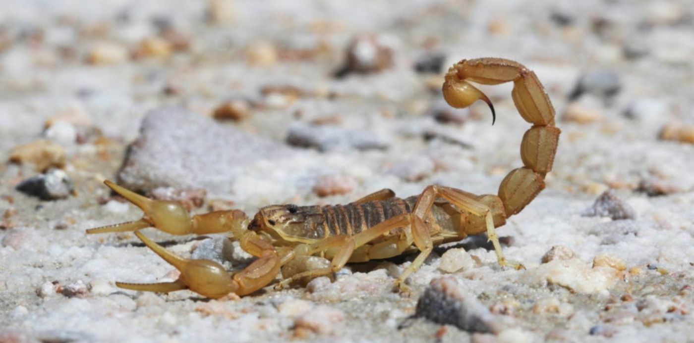 1556061214711.jpg?scaleX=1&ow=1500&width=1478&height=739&rotate=0&oh=842&x=4&y=31&scaleY=1&&cw=1920&ch=950