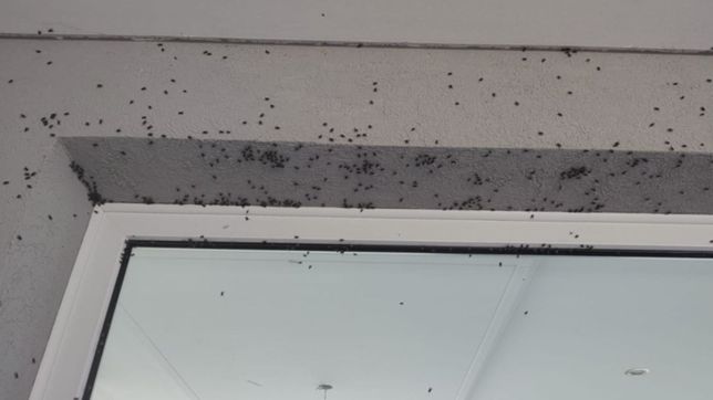 es imposible vivir asi: el drama de un barrio de la plata por una invasion de moscas