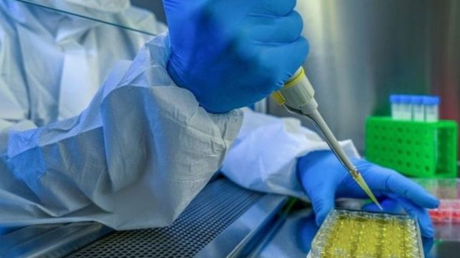 cientificos platenses tras un hallazgo sorprendente en la regeneracion de medula espinal