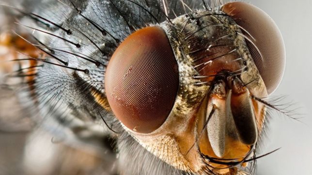 un concejal amenazo con llenar de moscas la municipalidad si no desinfectan un barrio