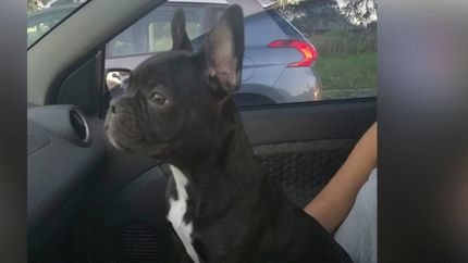 Robaron una casa en Olmos y se llevaron hasta el perro: Mis hijos tienen una congoja tremenda