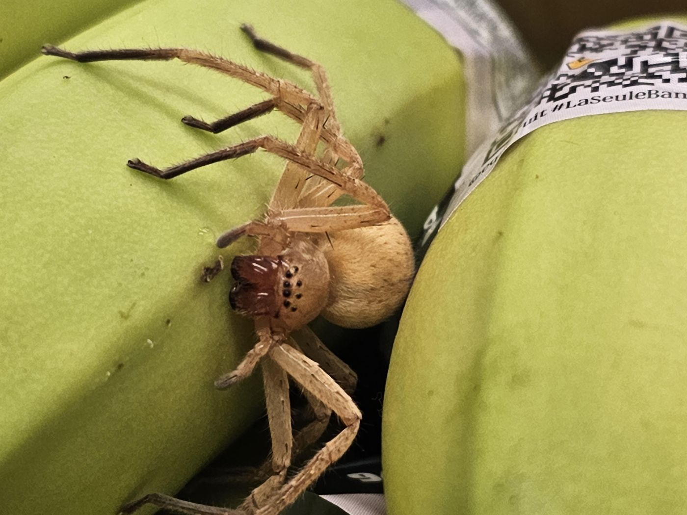 La UNLP realizó un informe sobre la araña del banano.