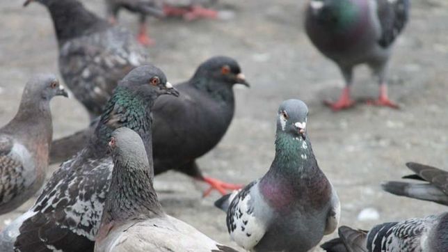 aleteos, caca y hasta huevos: las palomas tienen en jaque al historico colegio normal 1