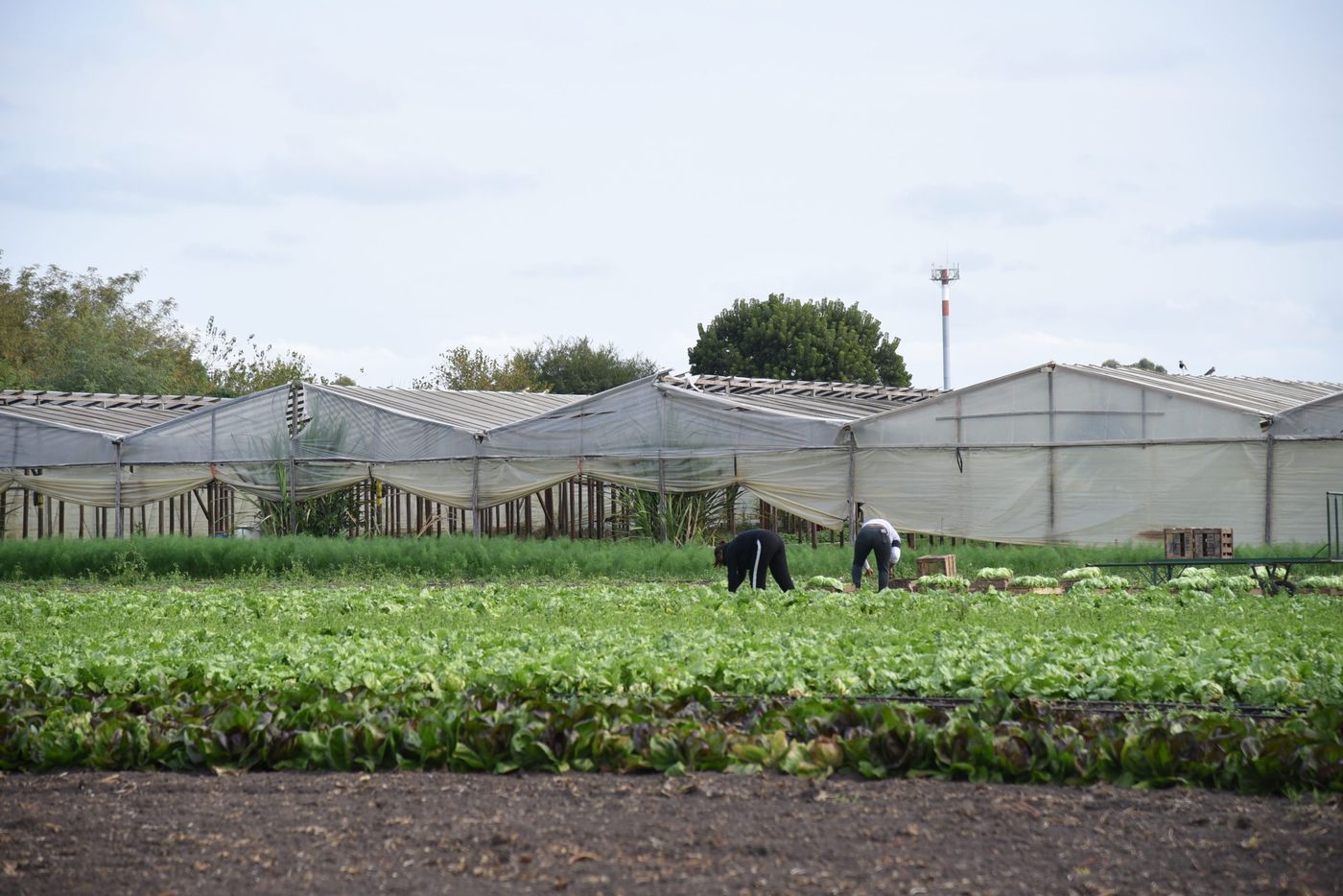 Productores cordón frutihortícola hortícola (1).jpeg