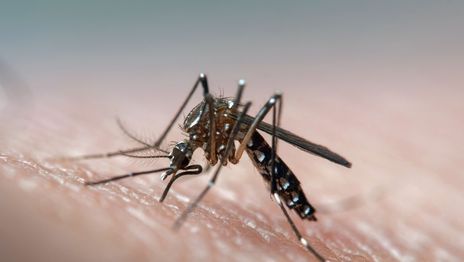 Dengue mosquitos.jpg
