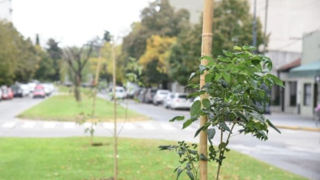 el municipio planto nuevos lapachos por el dia mundial de la tierra