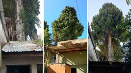 vecinos de la plata reclaman por la remocion de un pino de mas de 30 metros que amenaza su casa