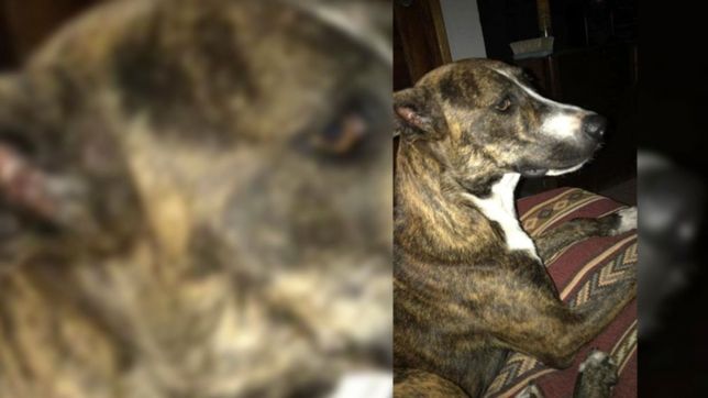 perdio a su perra y ofrece $5 mil para quien la encuentre: ya no se a quien recurrir