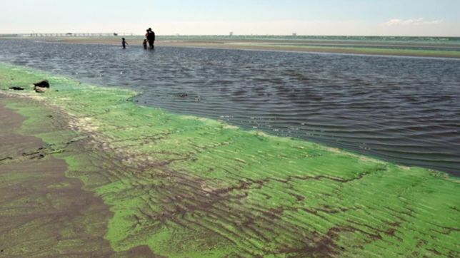 alerta porque avanzan las cianobacterias
