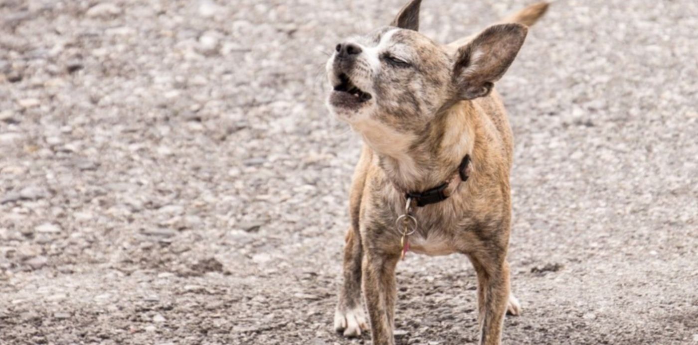 1567020292866.jpg?x=5&y=29&height=603&scaleX=1&width=1205&rotate=0&scaleY=1&ow=1220&oh=780&&cw=1920&ch=950