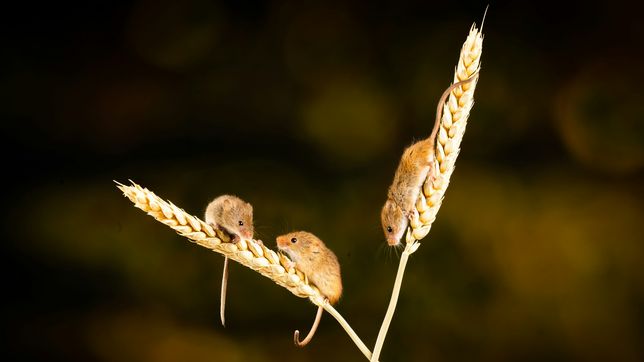 confirman cinco contagios de hantavirus en la provincia y al menos un caso en la plata