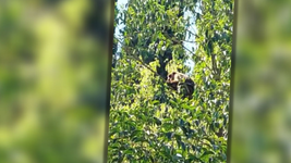 video: un mono suelto aparecio en una casa de la plata y sorprendio a una familia video: un mono suelto aparecio en una casa de la plata y sorprendio a una familia