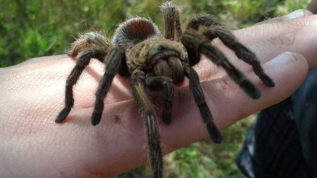 hallaron 119 tarantulas en peligro de extincion en un par de zapatillas